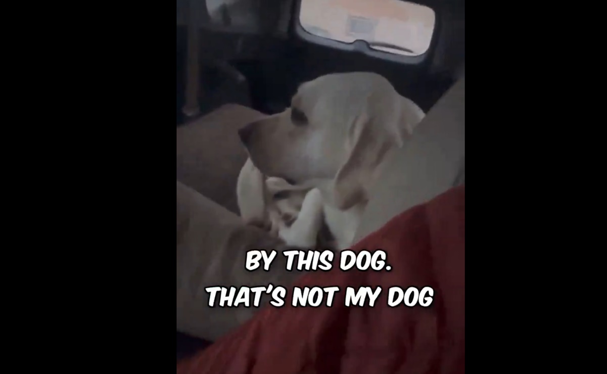 VIDEO: Conductor despistado confunde auto, arranca y "secuestra" a perrito que lo veía mientras comía pizza