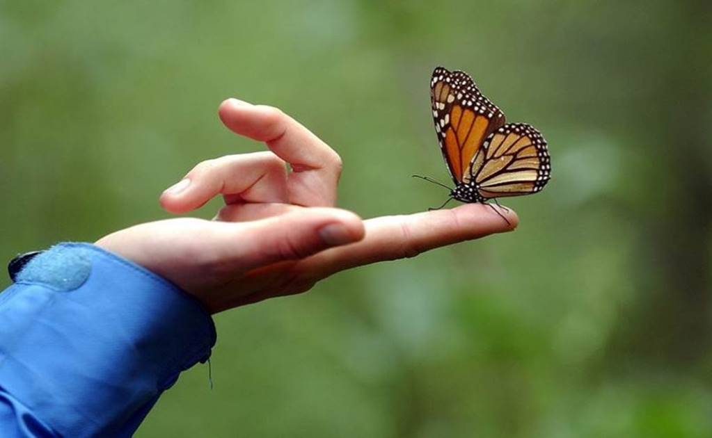 Monarch butterflies begin entering Mexico on migration 