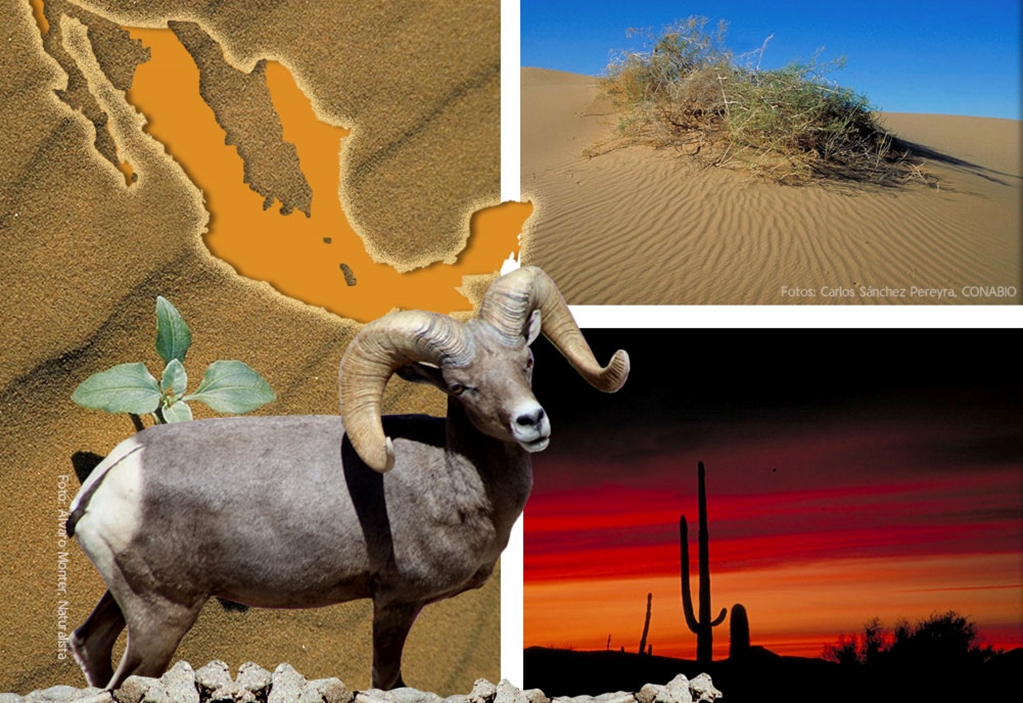 Cómo interactúan las especies para sobrevivir al desierto 