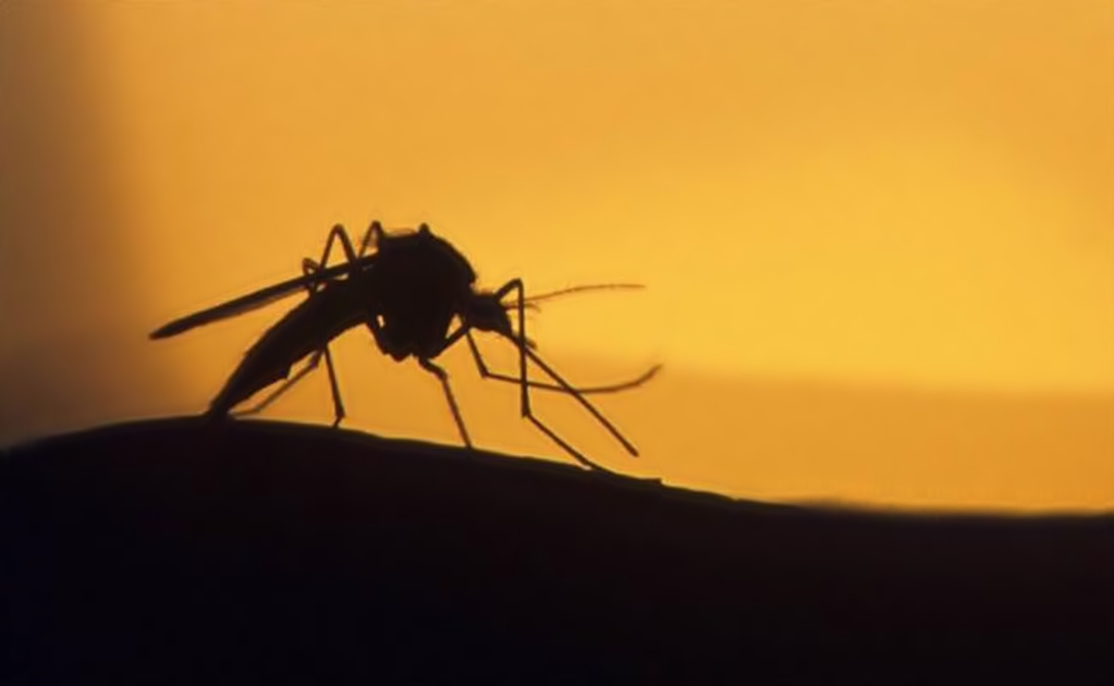 Latin America probes tie between zika and paralyzing disease