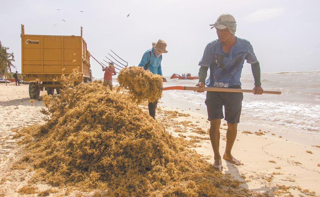 Gobierno lanza proyecto ambiental en el Caribe para financiar el combate al sargazo