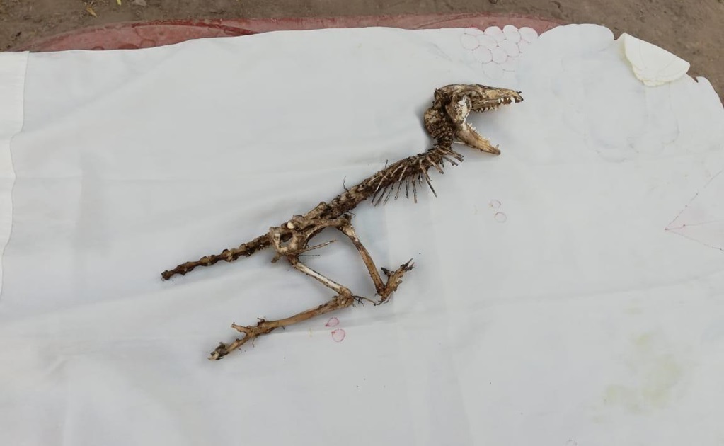 Aparece extraño esqueleto en Durango; piden a especialistas identificarlo 