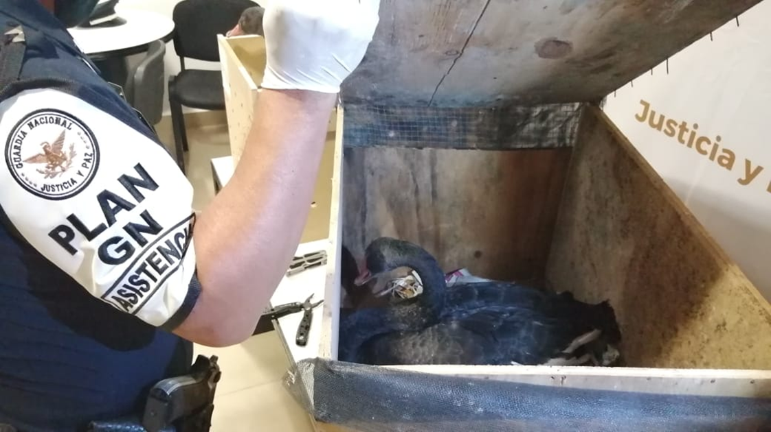 Guardia Nacional rescata dos cisnes negros en aeropuerto de Mérida
