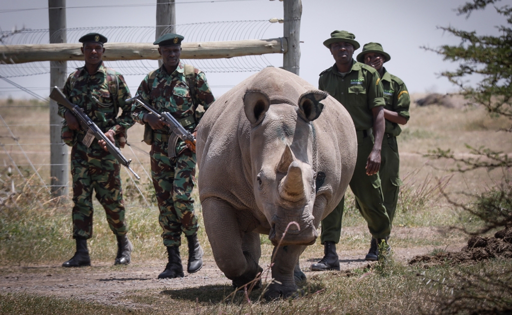 Extraen óvulos de rinoceronte blanco para intentar salvar especie