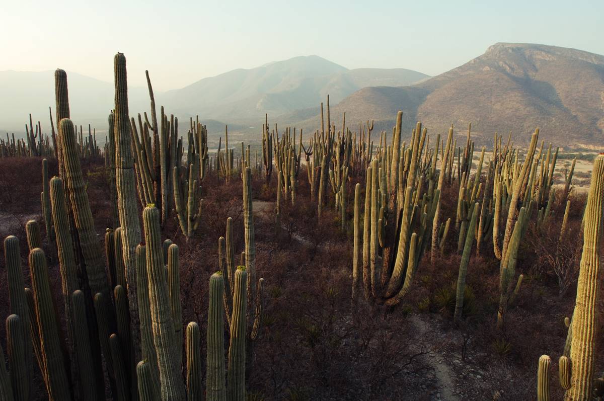 Puebla. Qué hacer en la Reserva de la Biósfera Tehuacán-Cuicatlán