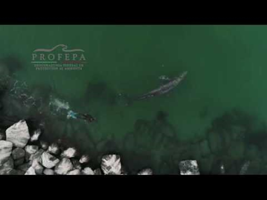 Profepa libera a ballenato atrapado en Baja California