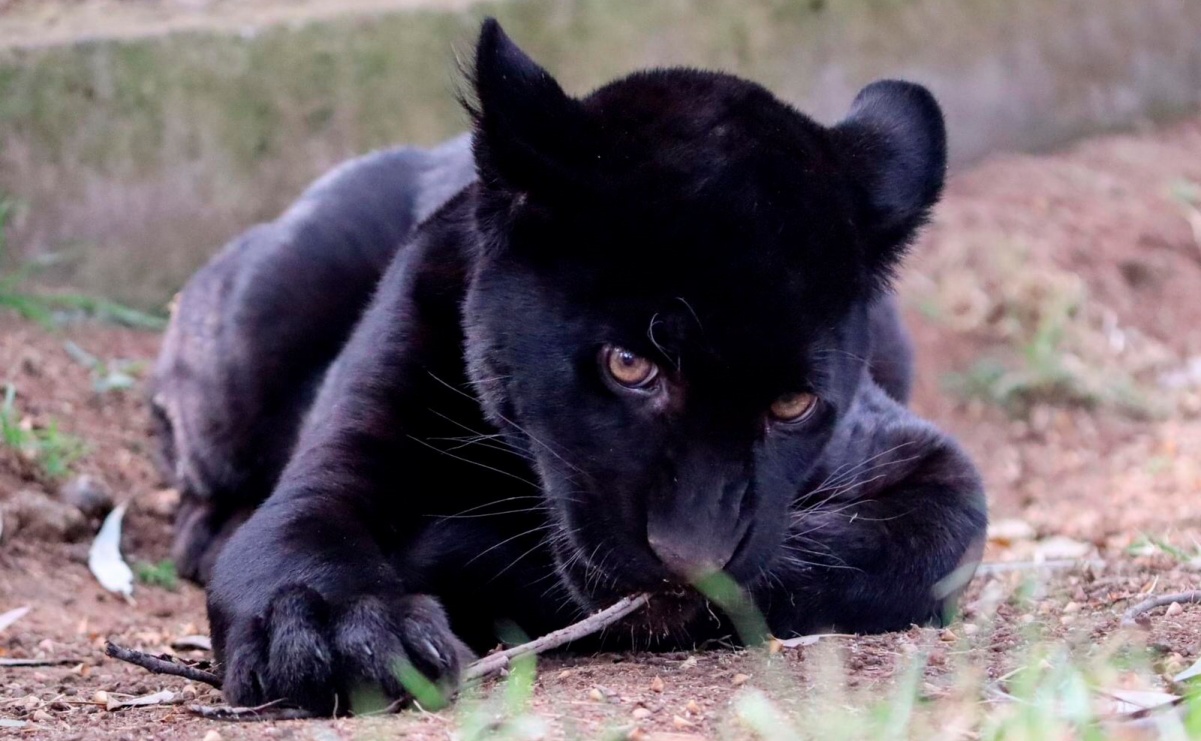 Muere cachorro de jaguar en zoológico, tras desfogue de agua y lodo del ayuntamiento de Morelia