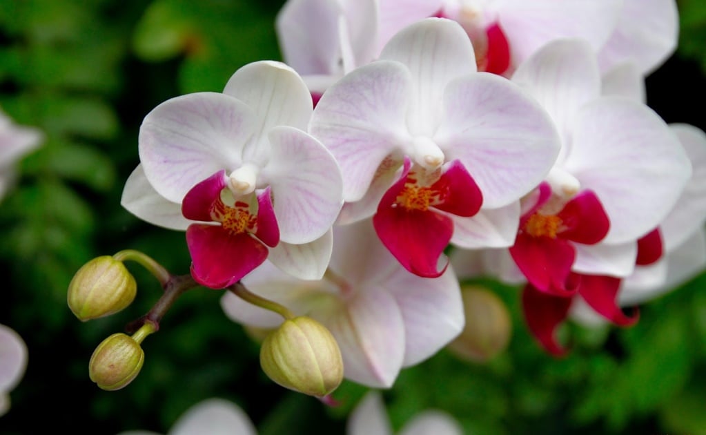 Floricultores denuncian saqueo de orquídeas mexicanas