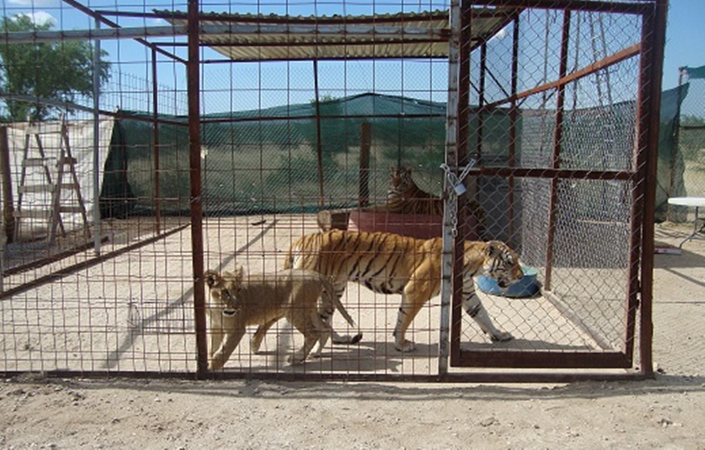 Reportan estable a niña mordida por un tigre en la cabeza en Sonora