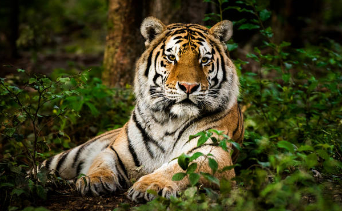 Hallan presunto tigre decapitado en Valle de Bravo; Fiscalía del Edomex investiga 
