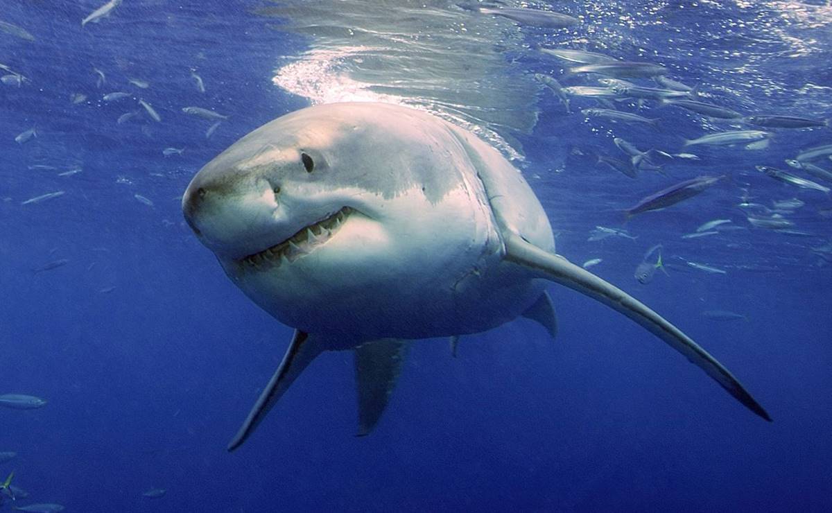 Hospitalizan a turista francesa tras ser atacada por tiburón en Hawái