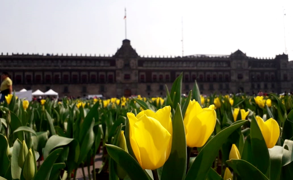 Mexico celebrates Valentine’s Day with heart-shaped flower beds