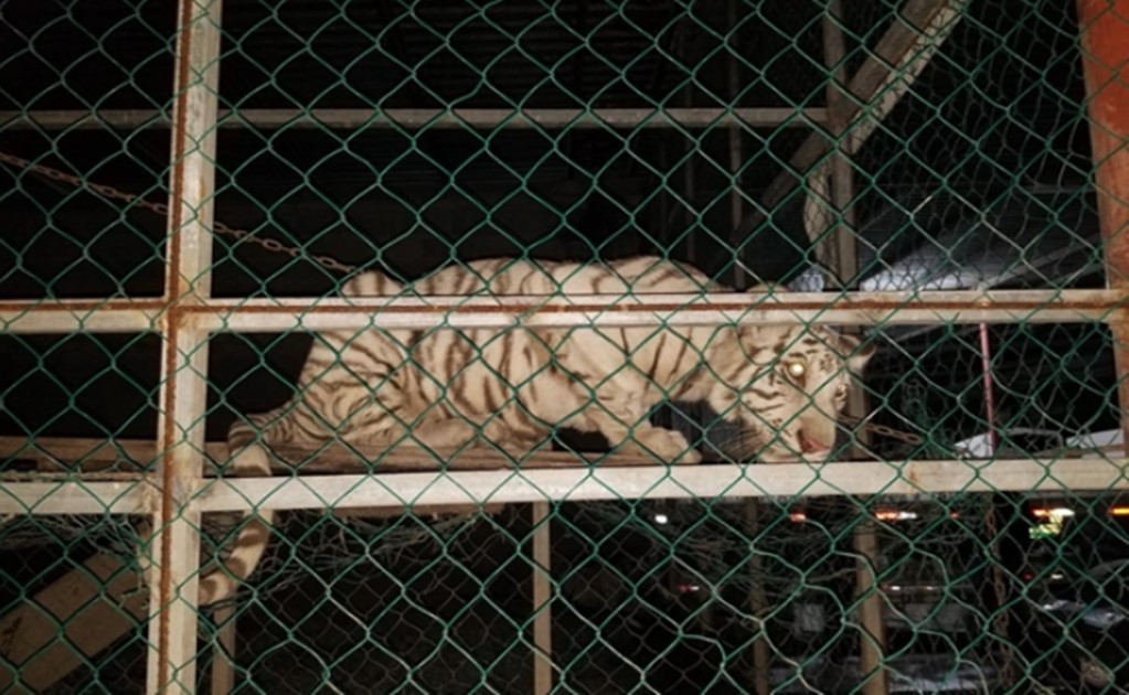 Mexican authorities rescue two tigers & exotic birds in Tamaulipas