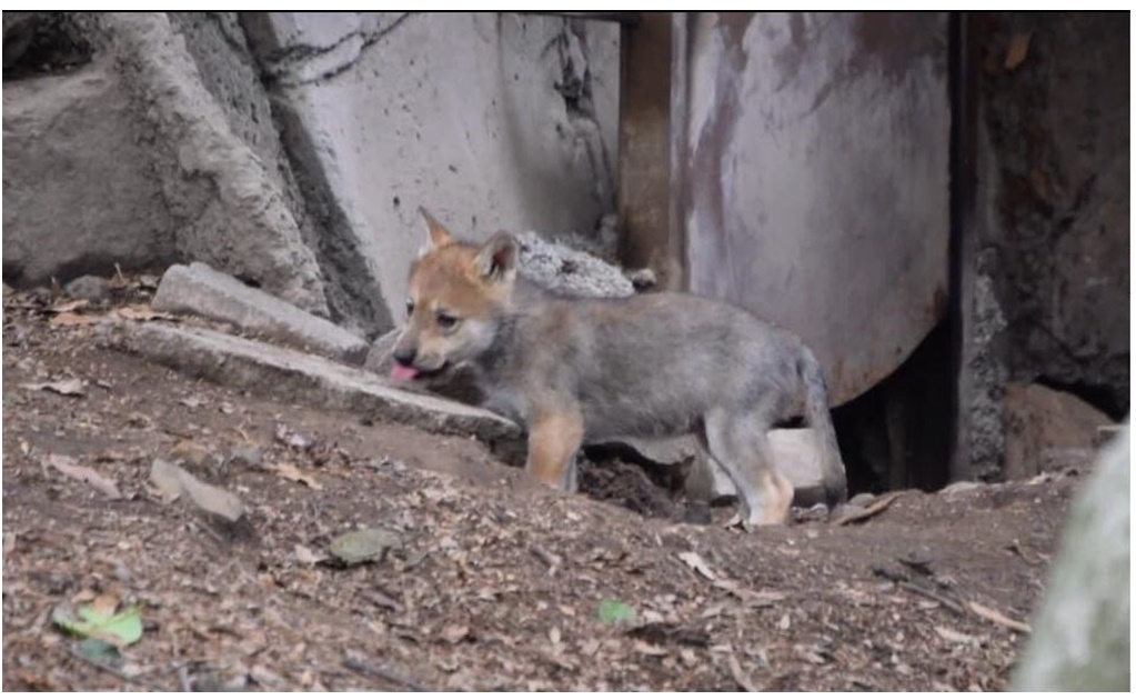 Nace camada de 6 lobos mexicanos en Zoológico de Chapultepec 