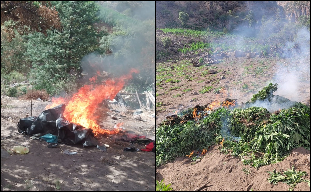 Destruyen al menos 8 plantíos de presunta droga en Chihuahua