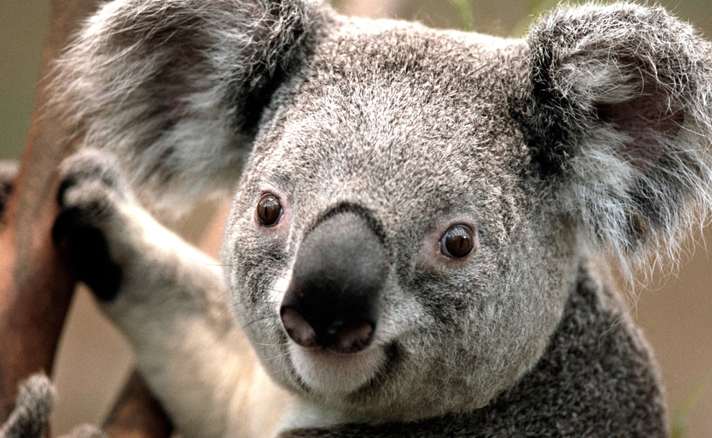 Proponen en Australia sacrificio masivo de koalas