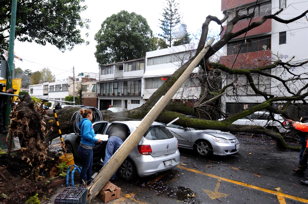 Retiran 260 árboles caídos por vientos en la capital