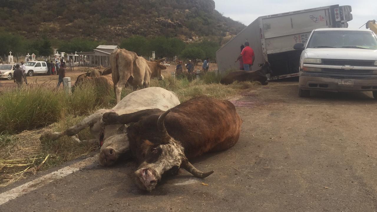Roban 35 vacas tras volcadura de tráiler en Culiacán