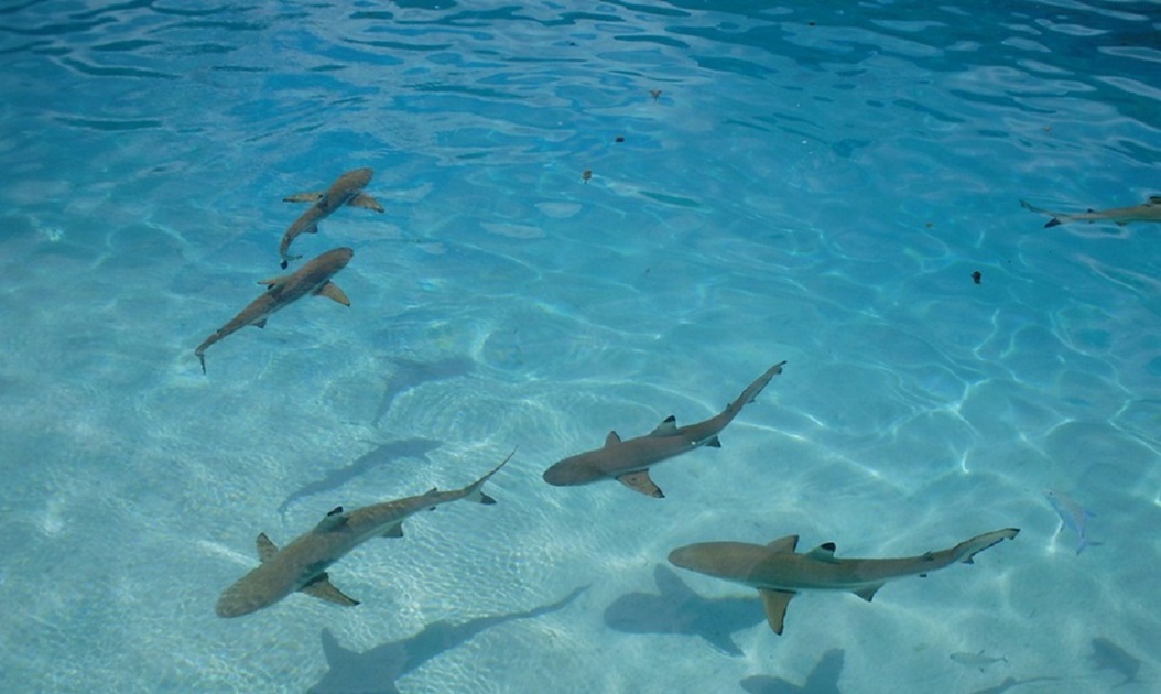 Tiburón ataca a niño de 12 años en playa de Florida 