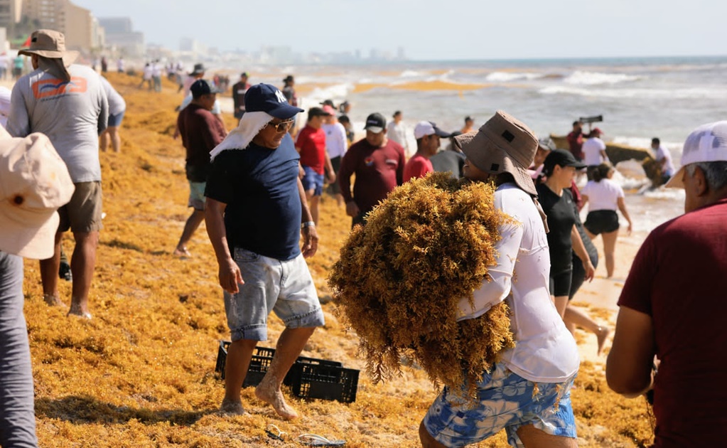 Redoblan jornadas de limpieza tras aumento de sargazo en playas de Cancún 