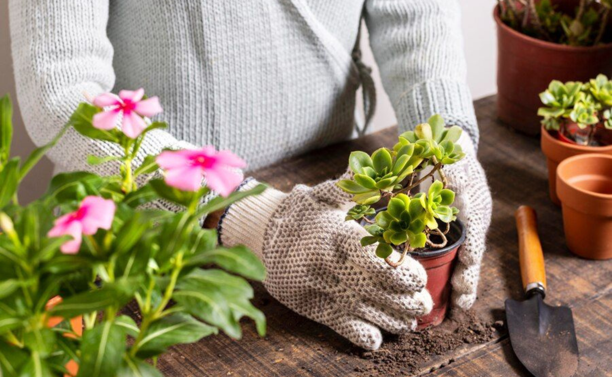 Descubre la mejor manera de cuidar las plantas de exterior del frío extremo