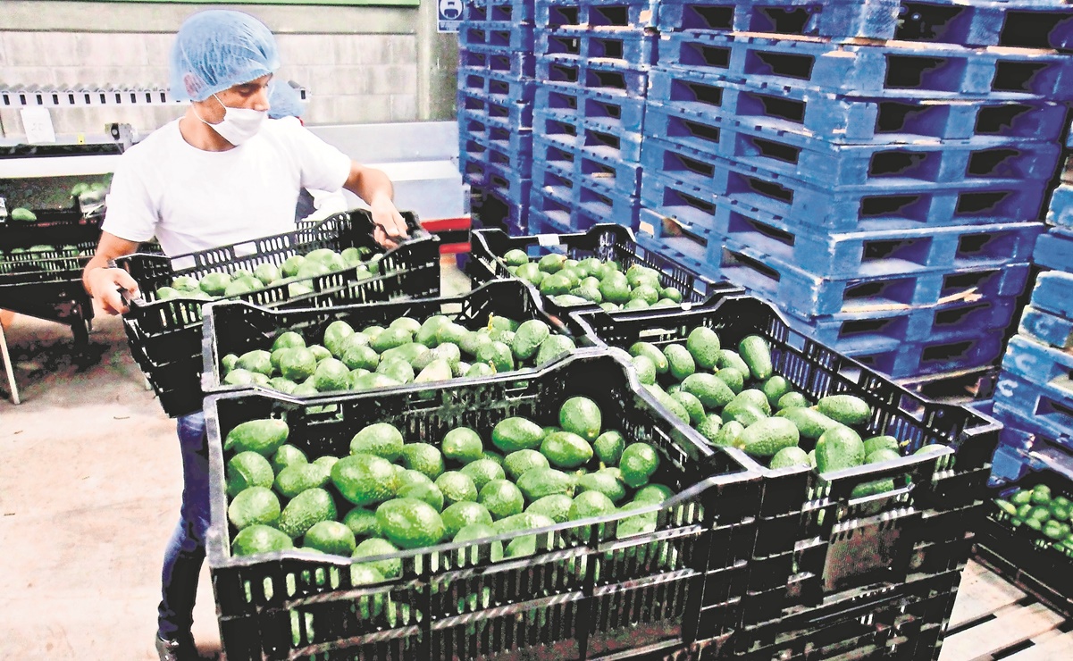 Ven oportunidades para aguacateros