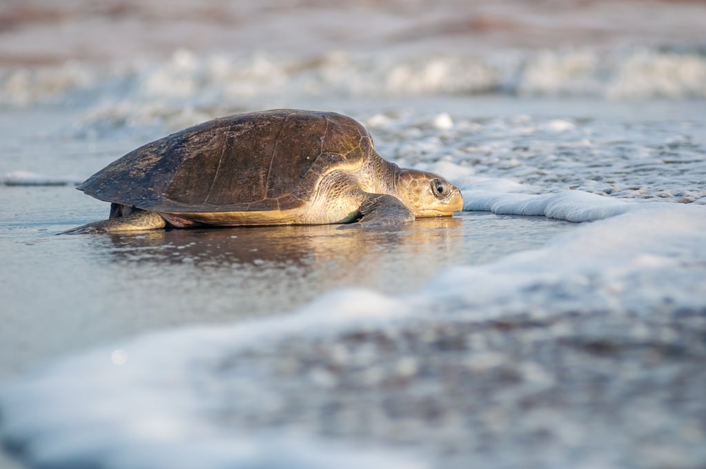 5 cosas que debes saber, antes de liberar tortugas