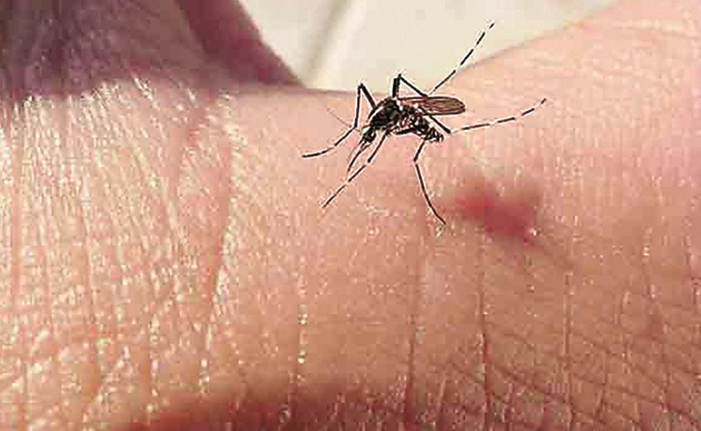 Chiapas refuerza combate a dengue, zika y chikungunya 