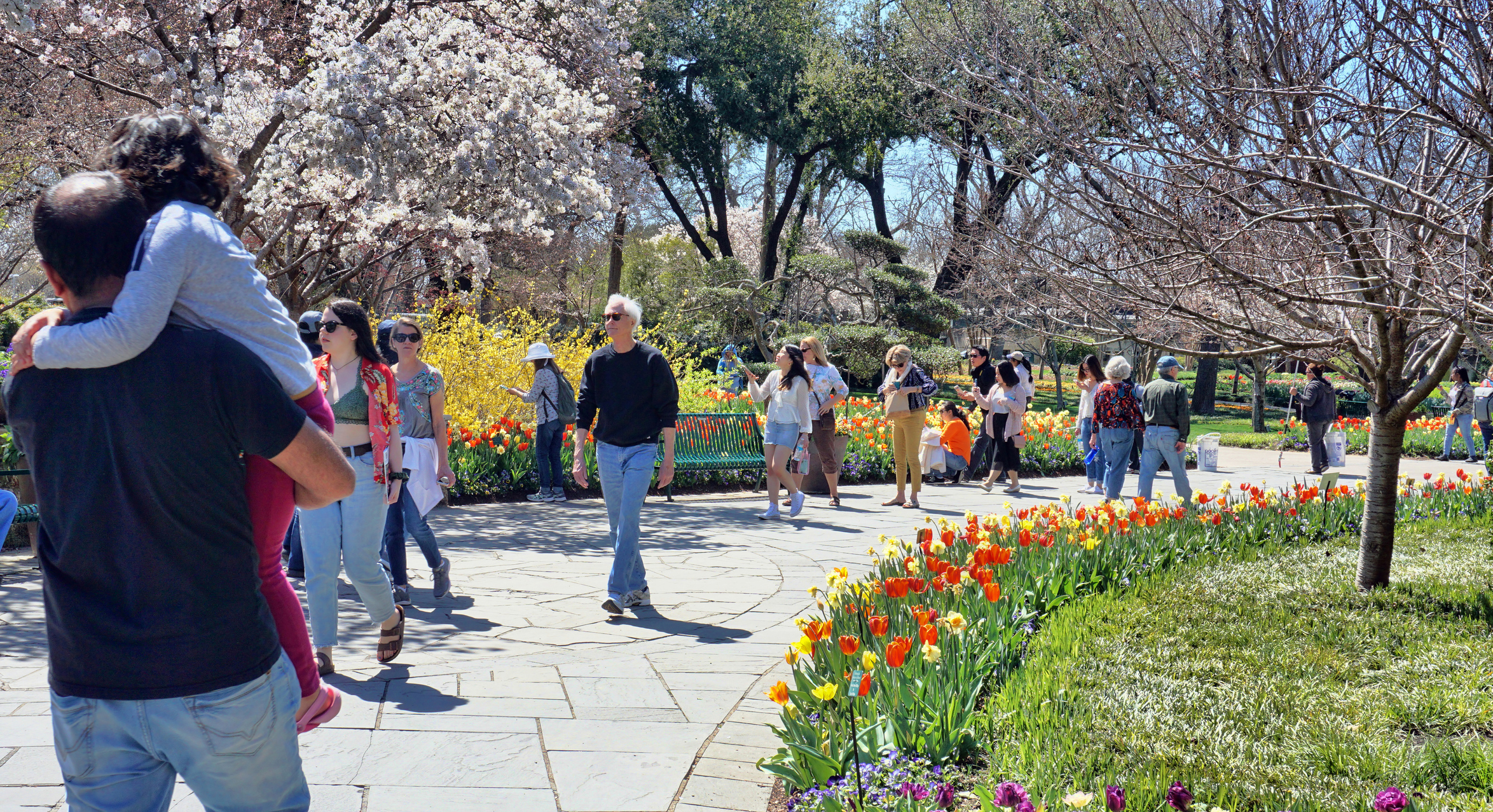 Visita el Arboreto y Jardín Botánico de Dallas por sólo $3 dólares TODO agosto