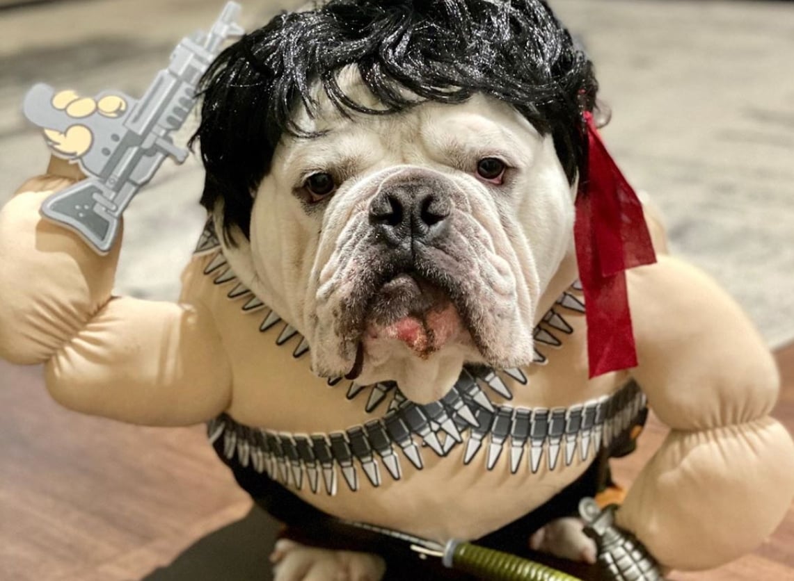 Estos son los mejores disfraces de Halloween 2019 para mascotas