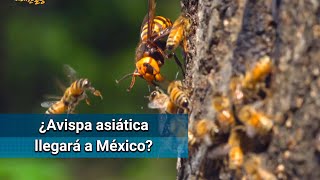 La avispa asiática está lejos de llegar a México, asegura especialista