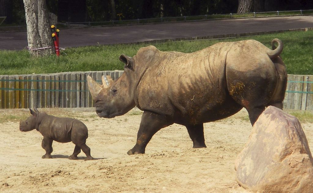 Fecundación "in vitro" para salvar al rinoceronte blanco
