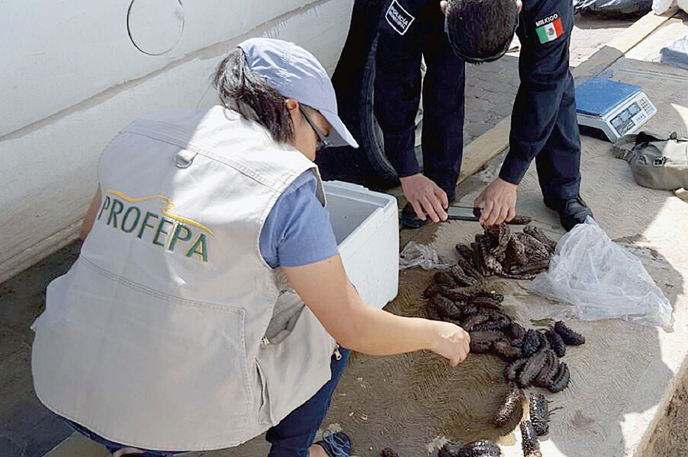 Profepa decomisa 200 pepinos de mar 