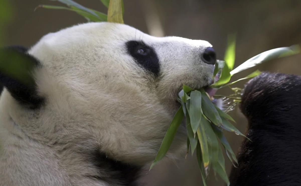 ¿China retomará diplomacia de pandas con EU?, planea enviar 2 ejemplares al Zoológico de San Diego