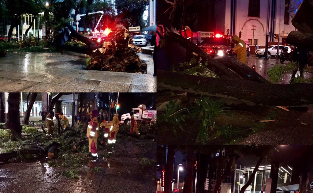 Suman 12 árboles caídos tras lluvia en la CDMX