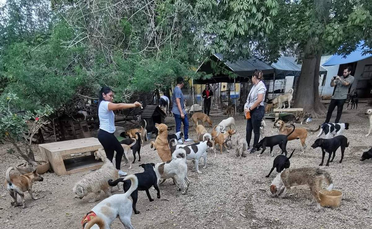 Yucatán: albergue "Evolución de Umán" pide ayuda para alimento de perros y gatos