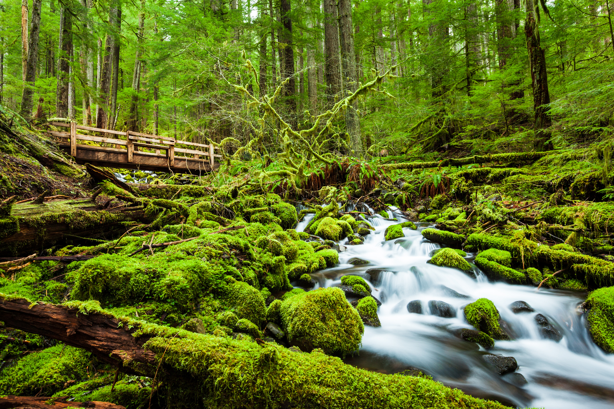 Estos son los 3 parques nacionales que puedes visitar cerca de Seattle