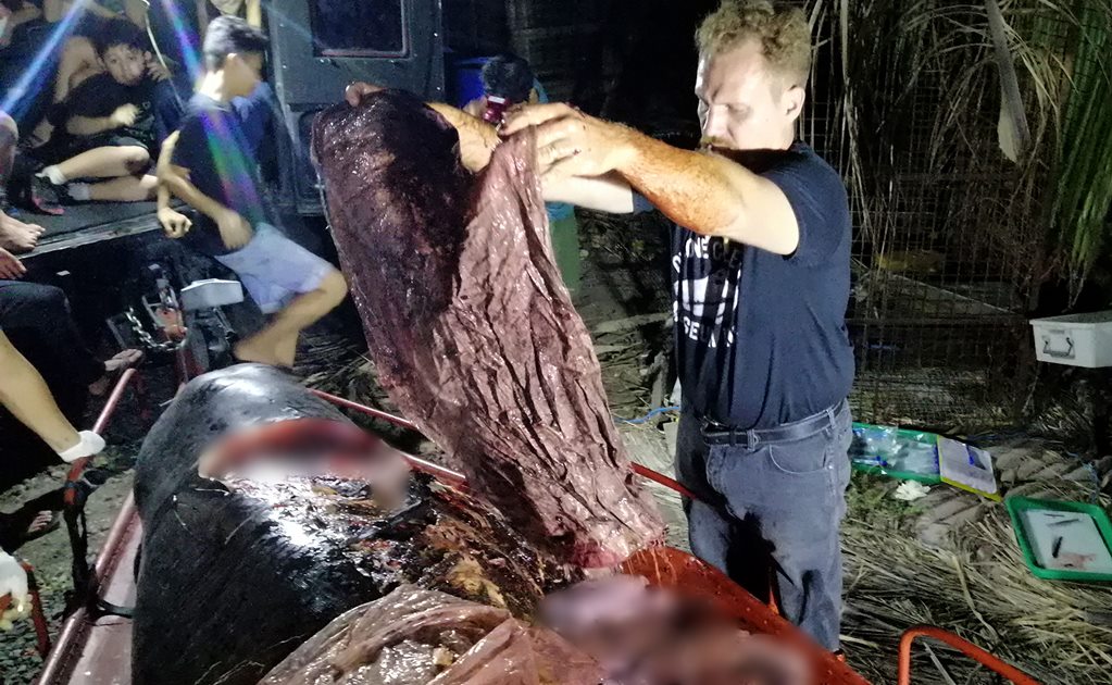 Hallan ballena muerta con 40 kilos de plástico en el estómago en Filipinas