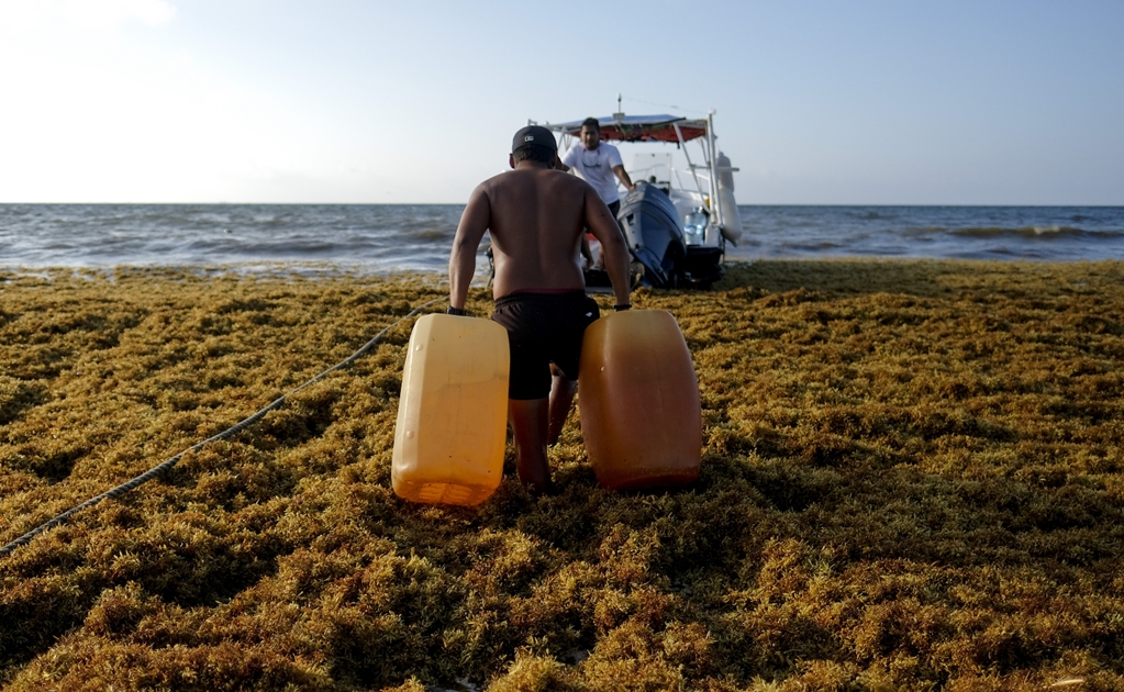 Sargassum in Mexican Caribbean killed specimens from 78 marine species in 2018