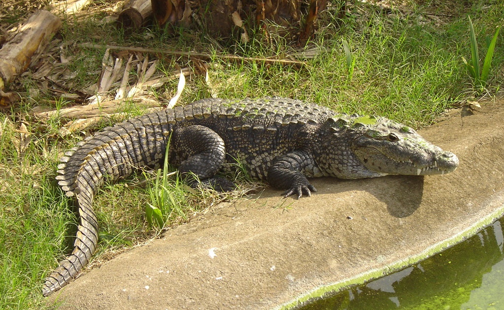 Salvan de peligro de extinción al cocodrilo de pantano