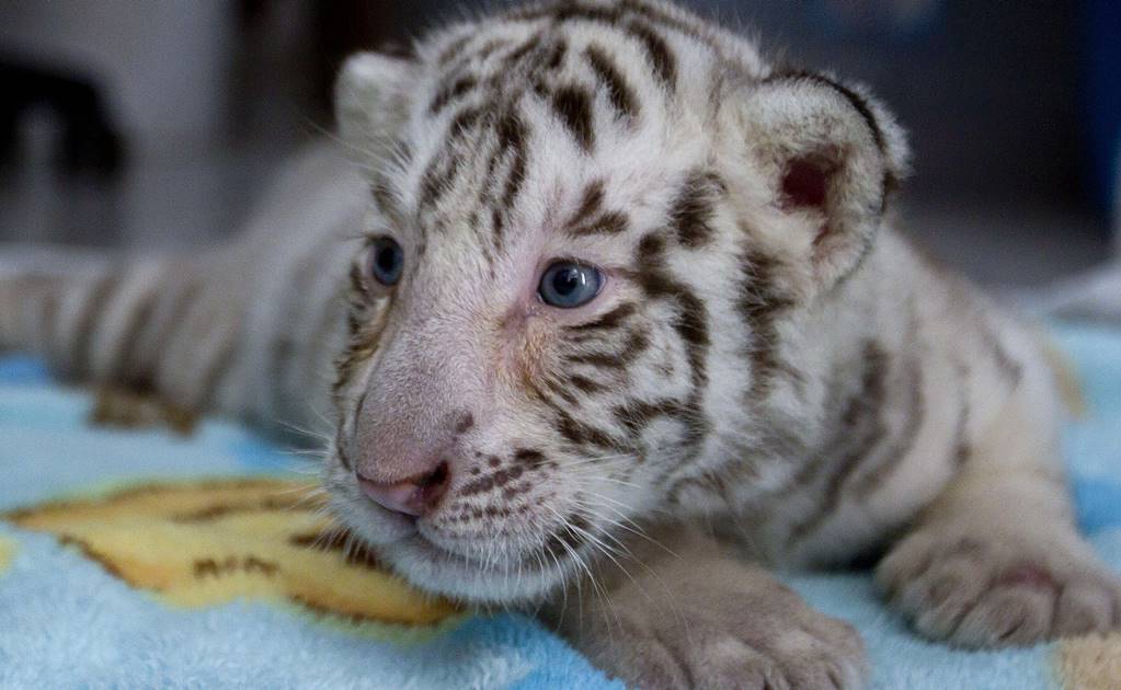 ¡Participa! El Parque Ecológico “Zacango” busca nombre para dos hembras de tigre blanco. Aquí la dinámica 