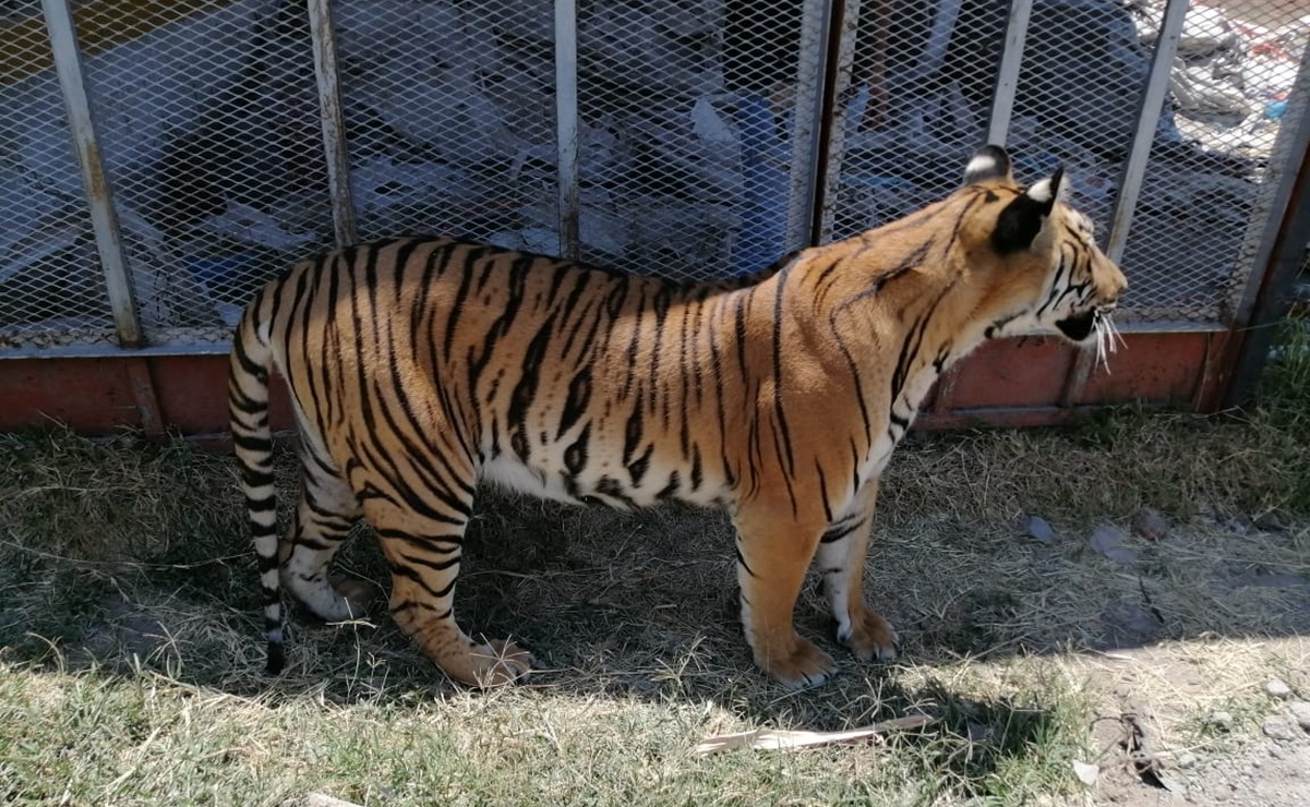 Aseguran a tigre de bengala que deambuló en calles de Tlaquepaque, Jalisco