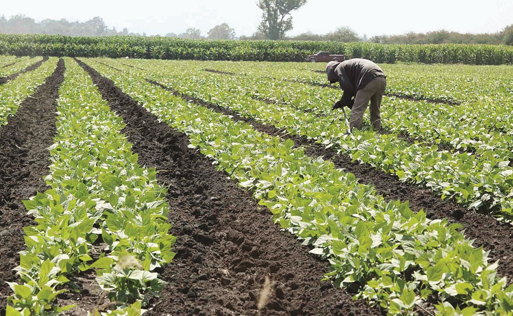 Productividad laboral liga tres trimestres al alza; actividades agropecuarias donde más avanzó