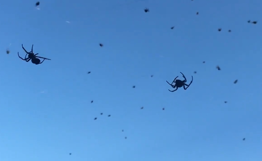 Captan en video "lluvia de arañas" en Brasil