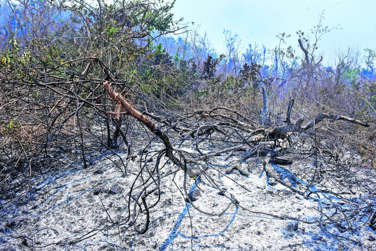 Incendios forestales dañan 14 mil hectáreas