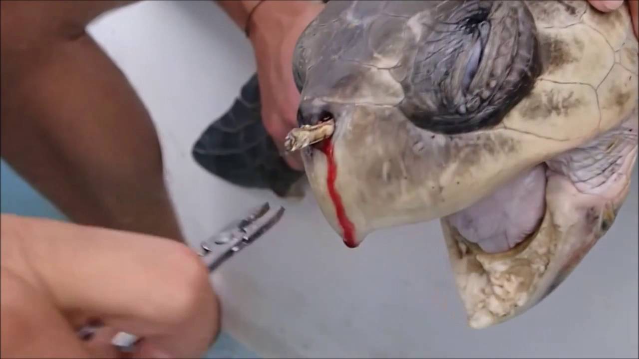 La tortuga que "lloró" por culpa de un popote... y la acción mundial que generó
