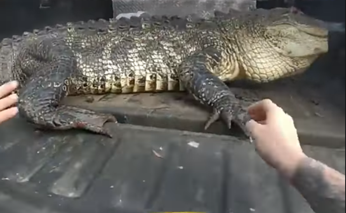 Video. Encuentran enorme cocodrilo debajo de auto en Florida 