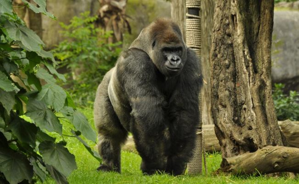 The death of Bantú the gorilla will be investigated by human rights agency