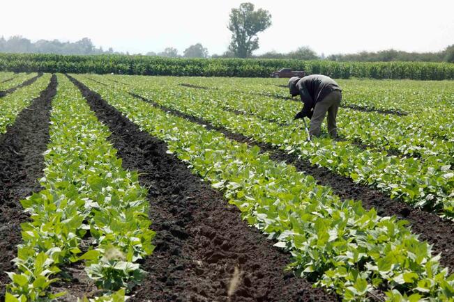 Advierten quiebra de productores agrícolas en Querétaro por inflación