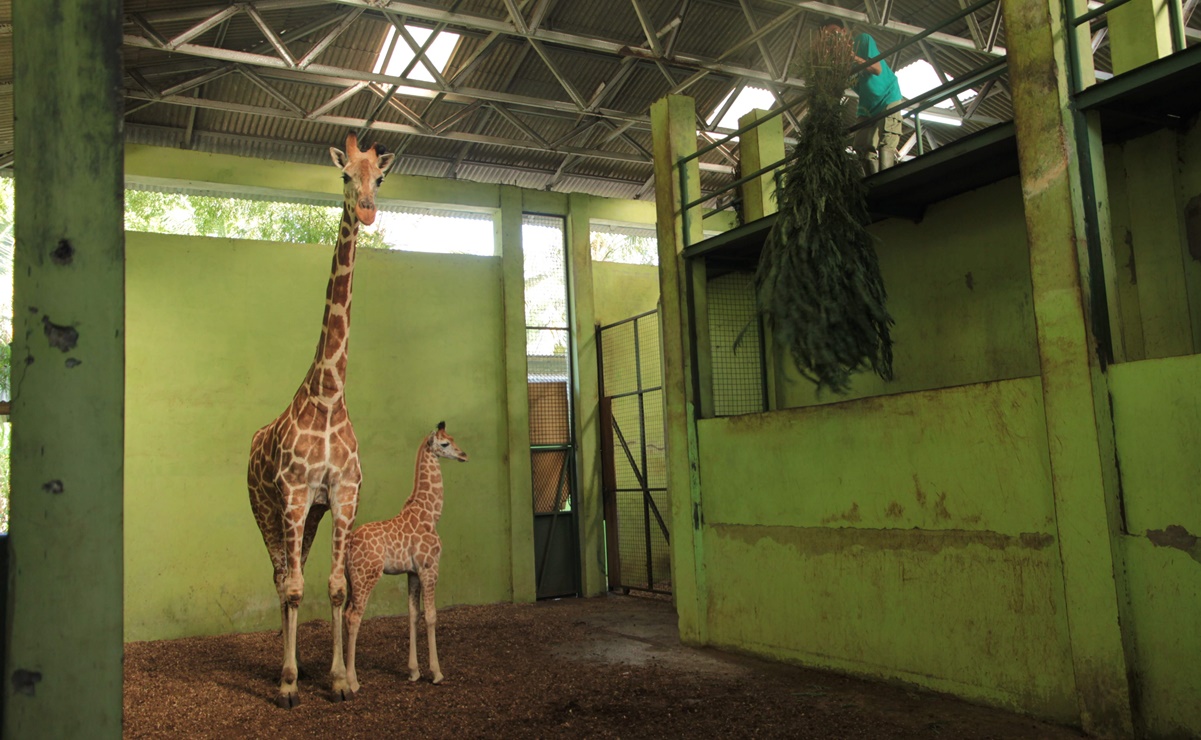 Nombran “Corona” a bebé jirafa nacida en Bali durante la pandemia